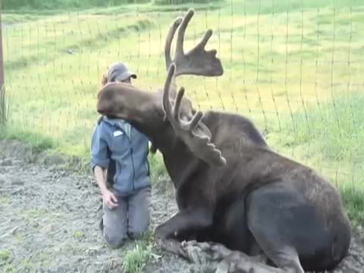 Neobvyklé přátelství! Tenhle obří los se od své lidské kamarádky nehne ani na krok
