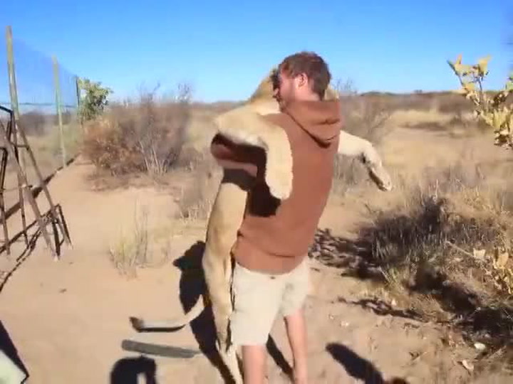 Tenhle obří lev skočil ošetřovateli přímo na hlavu! Co se dělo potom?