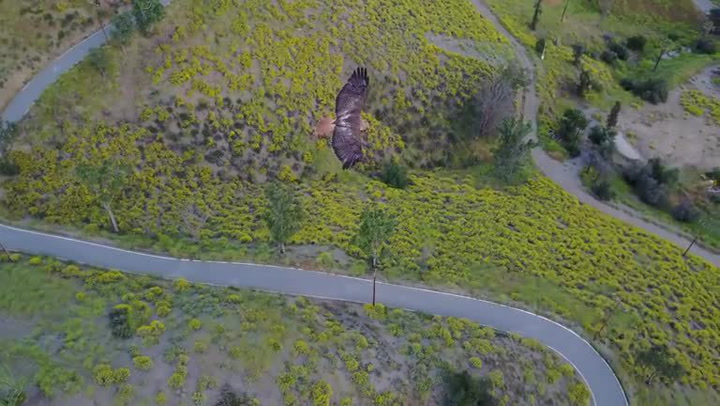 Neuvěřitelné záběry. Chlapík s dronem potkal obrovského jestřába, natočil unikátní video