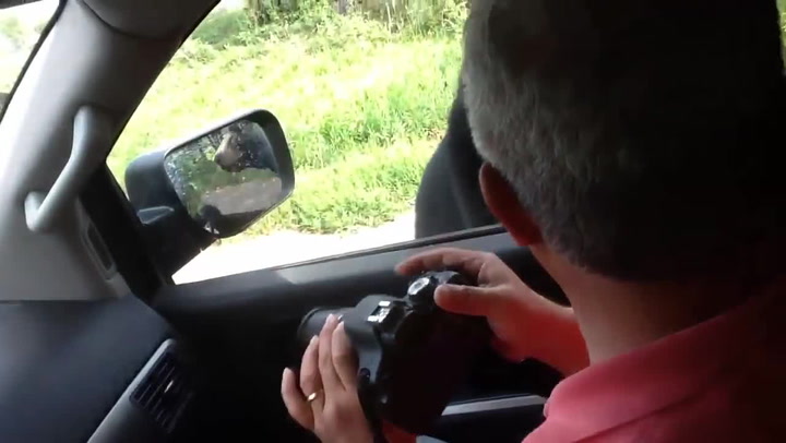 Turisté si fotili z auta medvěda, ten si otevřel dveře a bylo po legraci!