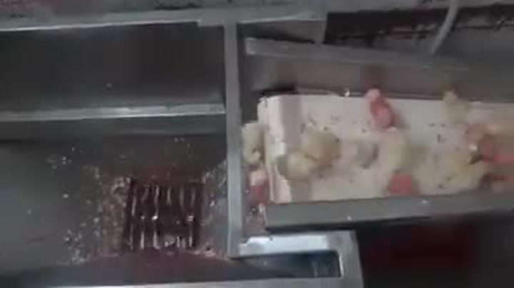 Jak končí tisíce kohoutků, kteří se producentům vajec nehodí do kšeftu? Tohle video jste nechtěli vidět