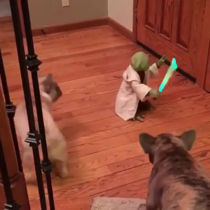 Mistr Yoda uprostřed obýváku totálně rozhodil dva buldočky, internet se baví!