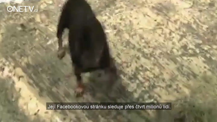 Nejmenší pejsek světa byl podle odborníků odsouzen k smrti. Nyní Milly klonují a zkoumají její DNA