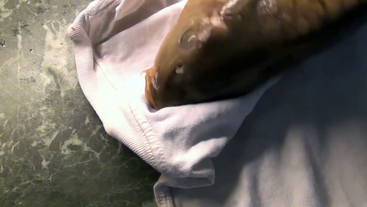 Jak umučit kapra? Tahle Česká rodina je horší než Pat a Mat na drogách!