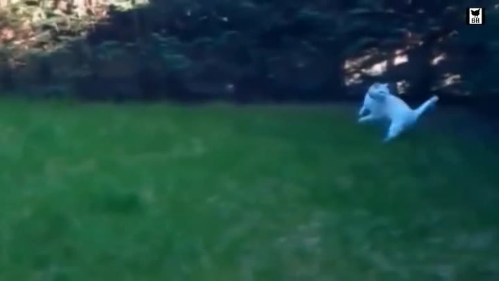 Tohle kočičí video válcuje internet. Jaký hudební styl mají tihle chlupáči nejradši?