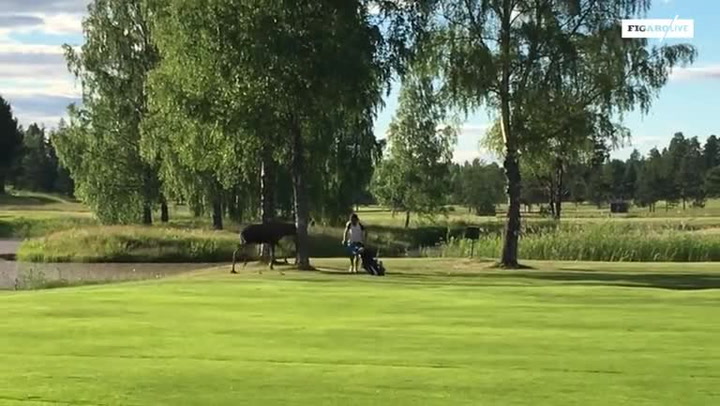 Jak to vypadá, když vás na golfu navštíví los? Tenhle chlapík musel utíkat o život!