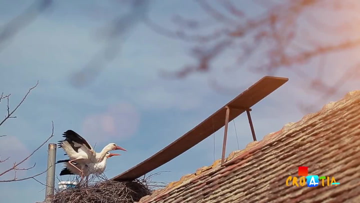 Dojemné video: Čáp se každý rok vrací 8000 kilometrů za svou milou, která nemůže létat