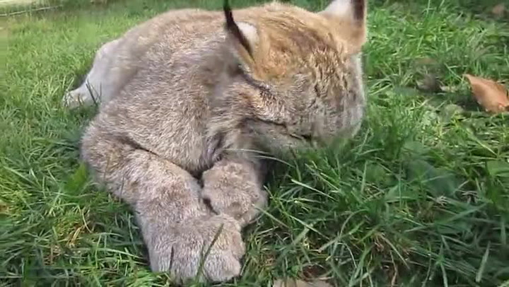 Milovníci koček, pozor! Až uvidíte, jak přítulný je ochočený rys, budete ho okamžitě chtít domů!