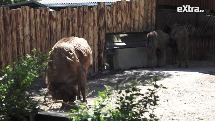 Slůňata v Zoo Praha: Podívejte se na roztomilé přírůstky