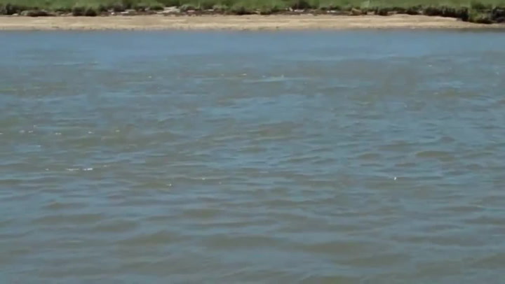 Nejpodivnější delfín na světě. Co stojí za jeho neuvěřitelnou barvou?