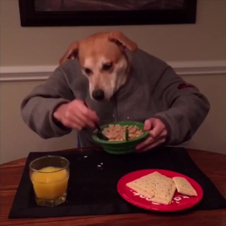 PES SE STAL NA JEDEN DEN ČLOVĚKEM! Tohle video vás položí na lopatky!