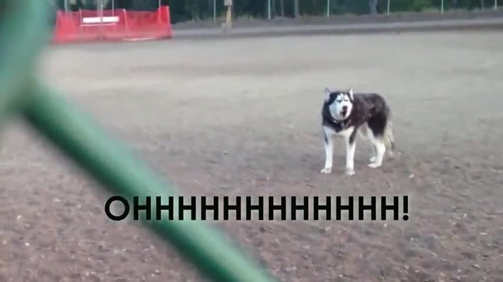 Nejvtipnější video týdne! Hysterický husky odmítá opustit oblíbené hřiště