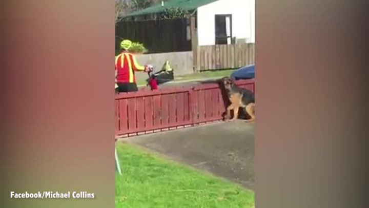 Muž natočil setkání pošťáka a obřího psa. Z toho vám roztaje srdce!