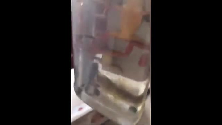 Tohle je fakt nechutné! Číňan vypil sklenici plnou živých zvířat