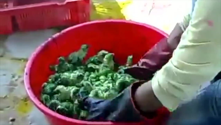 Krutá pravda za pestrobarevnými velikonočními kuřátky! Takhle je barví a prodávají lidem