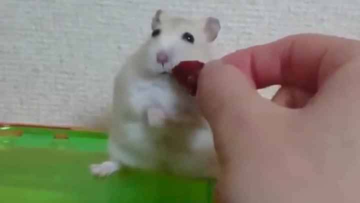 Tenhle tlustý uražený křeček baví internet. Uvidíte, že vylepší den i vám!