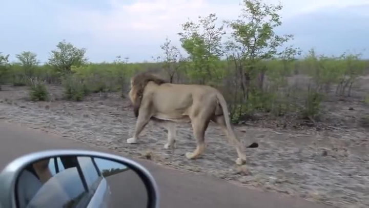 Turista si na safari točil zblízka lva. Pak následovala hororová scéna, na kterou nikdy nezapomene