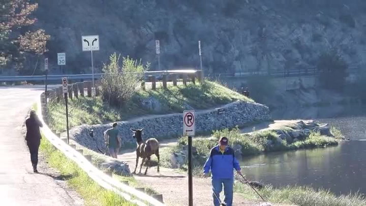 Ranní běh se změnil v běh o život! Podívejte se, co si pro chlapíka přichystala rozzuřená losice