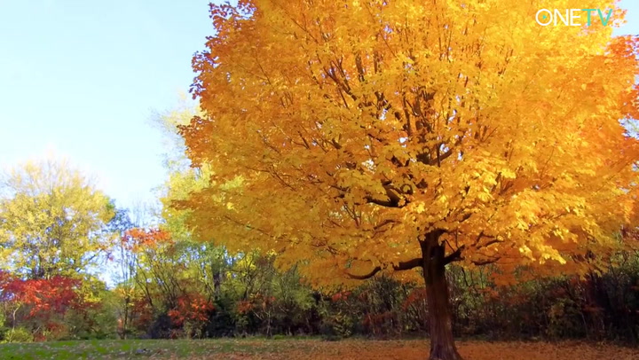 I podzim dokáže hýřit neskutečnými barvami: Tady máte ty nejkrásnější záběry!