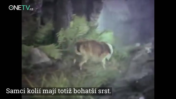 Nejslavnější psi na světě: Co dostával komisař Rex v houskách a co jste nevěděli o Beethovenovi?