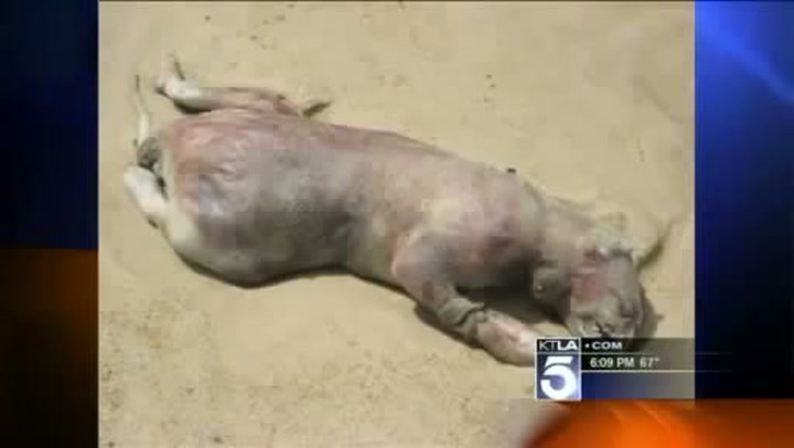 Co je proboha tohle za zvíře? Šokovaný farmář ho našel vyplavené na pláži