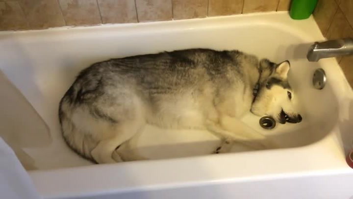 Husky zbožňuje koupání ve vaně, ale na procházky nechce! Takhle se hádá se svojí paničkou