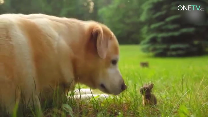 Nic roztomilejšího jste neviděli: Tyhle zaječí videa dostanou i největšího drsňáka!