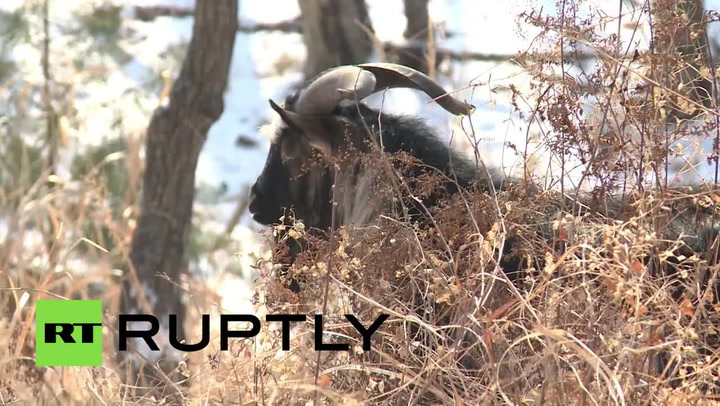Neuvěřitelné přátelství! Tenhle tygr se místo zabíjení zkamarádil se svým obědem!