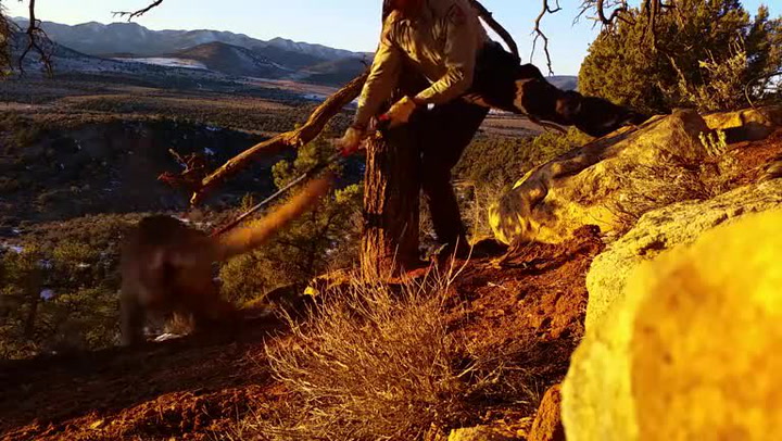 Lesníci vysvobodili zraněnou pumu z pytlácké pasti, bez narkózy to byl pořádný oříšek