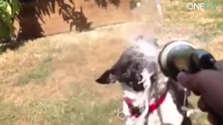Z toho půjdete do kolen: Sestřih nejvtipnějších psích videí!