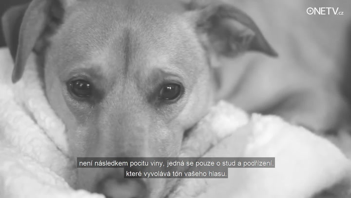 I psi mají city. Fakta, které jste o svém čtyřnohém mazlíčkovi určitě nevěděli