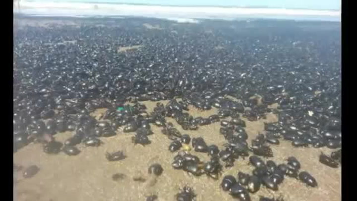 Invaze! Na pláž se z ničeho nic slétly miliony velkých brouků