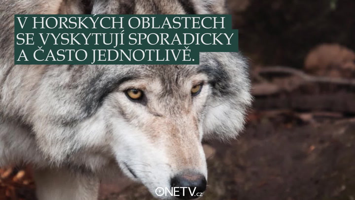 VLCI se vrací do českých lesů! Hrozí nám nebezpečí?