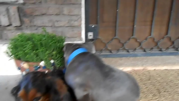 HIT INTERNETU: Provinilý výraz dvou psích raubířů viděly už miliony lidí!