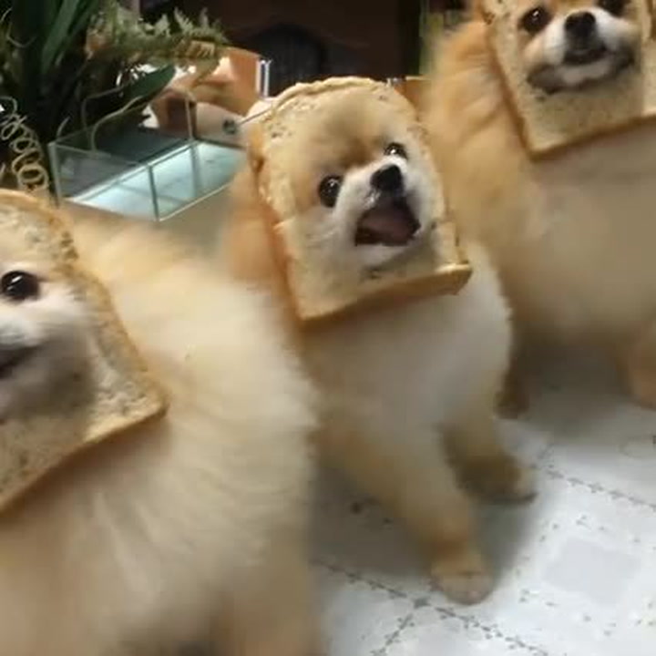 Nejvtipnější video, které dnes uvidíte. Chlapík nacpal svoje psy do toustového chleba!