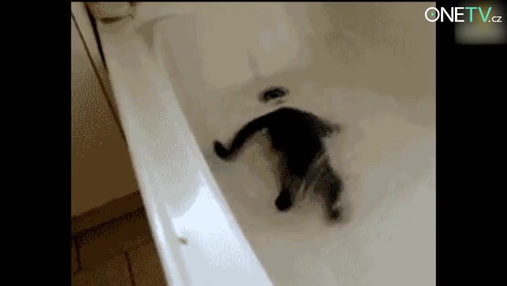Milujete čičiny? Sledujte ta nejlepší kočičí videa ze všech těch internetů!