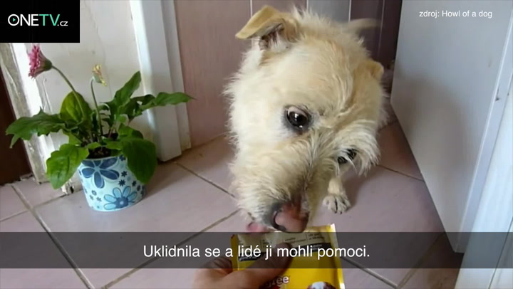 Nemáte v okolí takového pejska? Podívejte, jak mu můžete změnit život!