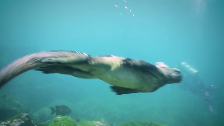 Tenhle vodní drak není žádný podvod! Podařilo se ho natočit potápěčům na Galapágách