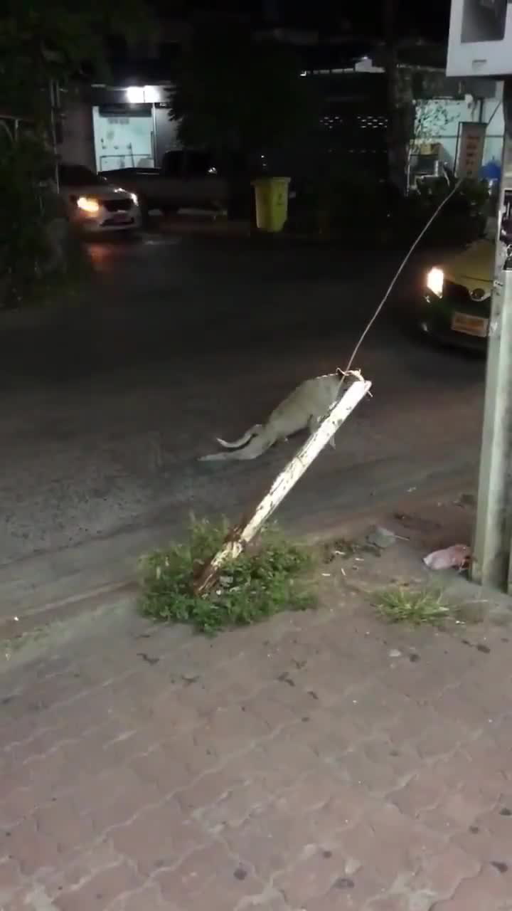 Mysleli si, že tenhle pejsek to má po srážce s autem za sebou. Pak se stalo něco neuvěřitelného
