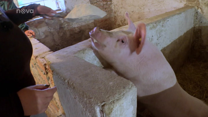 Výměna manželek: Velké hospodářství a kydání hnoje