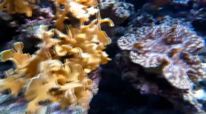 To je nádhera! Tenhle chlapík má v obýváku obří akvárium, chodí do něj relaxovat