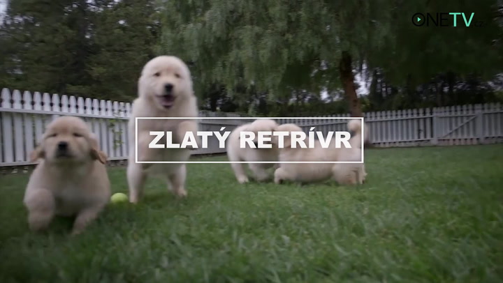 Tohle je deset nejchytřejších psích plemen na světě. Jak je na tom váš čtyřnohý kámoš?