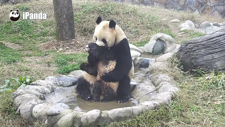 Tohle roztomilé video ovládlo internet! Pandímu miminku se do koupele nechtělo, máma mu nedala na vybranou