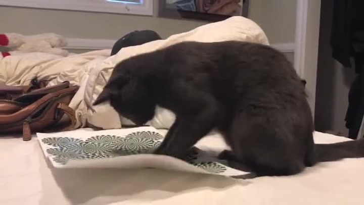 Ukázal kočce jednoduchou optickou iluzi. Co následovalo potom se stalo hitem internetu