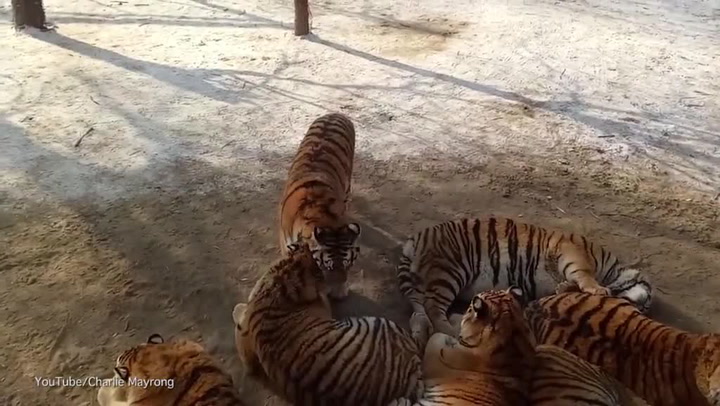 Nic vtipnějšího dlouho neuvidíte. Zoo přehnala krmení tygrů, jsou z nich bečky sádla!