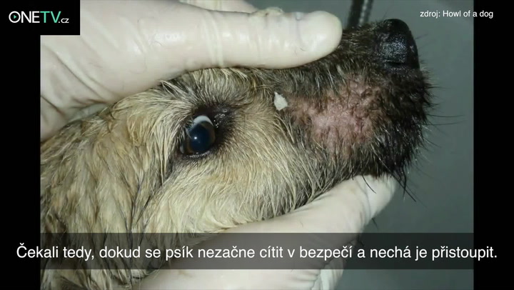 Majitel vyhodil štěně na silnici a nechal ho na pospas osudu, jak tohle dopadlo?
