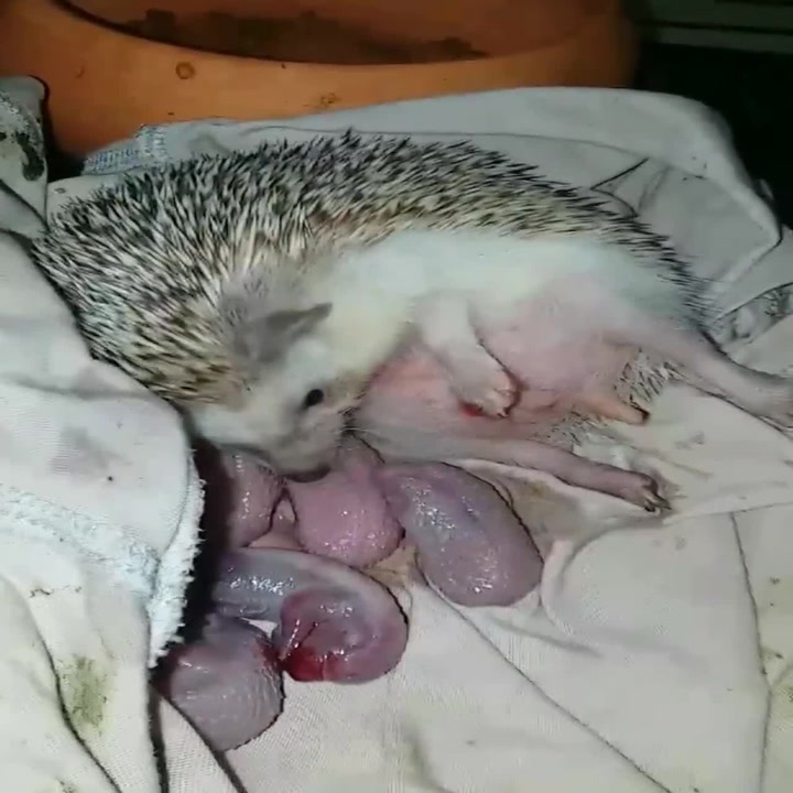 Tohle jste ještě zaručeně neviděli. Unikátní video ukazuje porod malých ježečků