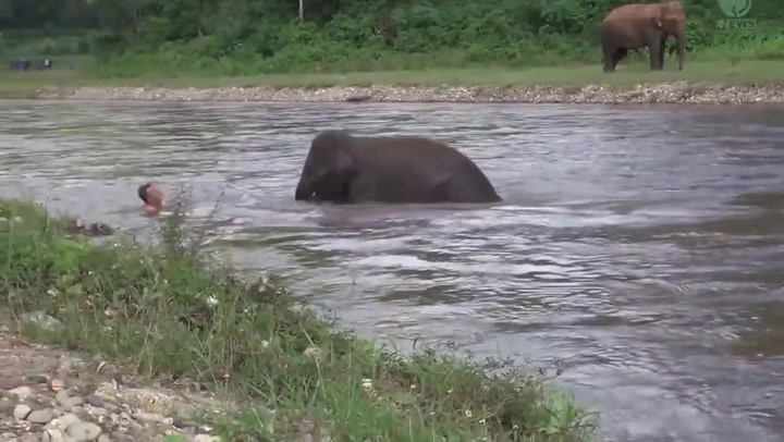 Dojemné video: Ošetřovatel skočil do řeky, malý slon se mu okamžitě vydal na pomoc!