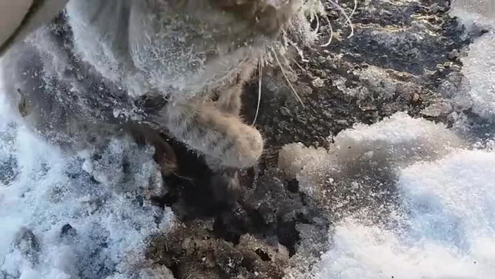 Kočky v to ruské zimě nemají lehké. Majitelé našli svého miláčka přimrzlého k zemi!