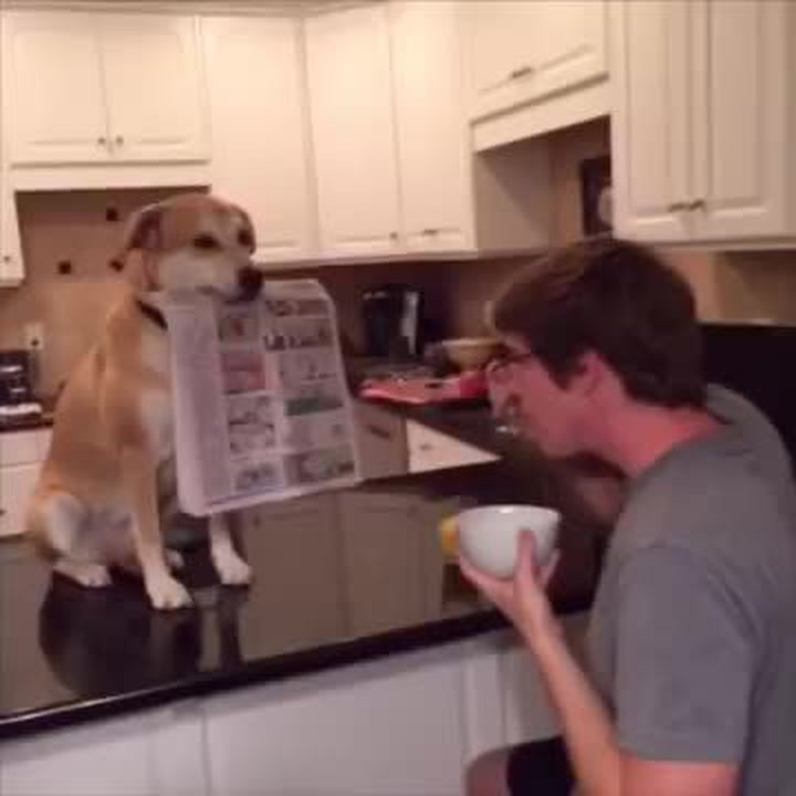 Tohle je Finley, nejšikovnější pes světa! Páníčkovi pomáhá úplně se vším!